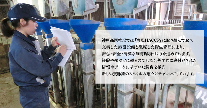 神戸髙尾牧場では「農場HACCP」に取り組んでおり、充実した施設設備と徹底した衛生管理により、安心・安全・清潔な飼育環境づくりを進めています。経験や勘だけに頼るのではなく、科学的に裏付けられた情報やデータに基づいた飼育を徹底。新しい養豚業のスタイルの確立にチャレンジしています。